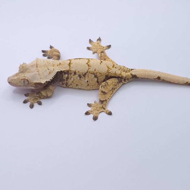 노멀 솔리드백 화이트스팟 화이트포트홀