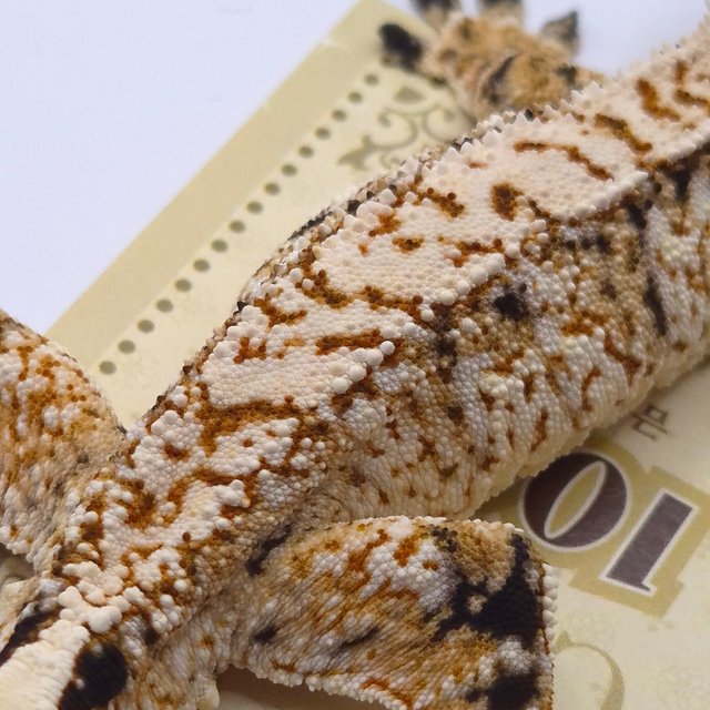 노멀 트라이 화이트스팟 화이트크라운 화이트포트홀 드리피