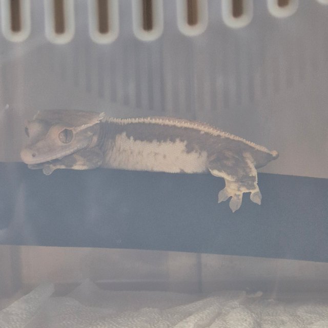 드리피 풀핀 에밀리 트라이 쿼드 슈퍼스트라이프