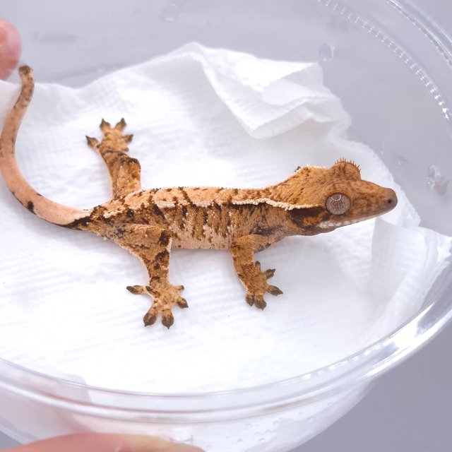 노멀 트라이 텐저린 화이트스팟 화이트크라운 화이트포트홀