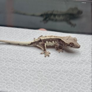 해삼1