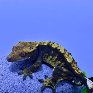 100%헷아잔틱 트라이 익스트림할리퀸