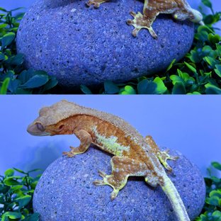 레드 팬텀 릴리화이트