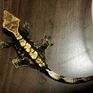 100%헷아잔틱 트라이 익스트림할리퀸