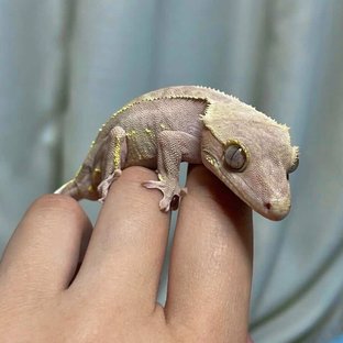 레드 바이 화이트포트홀