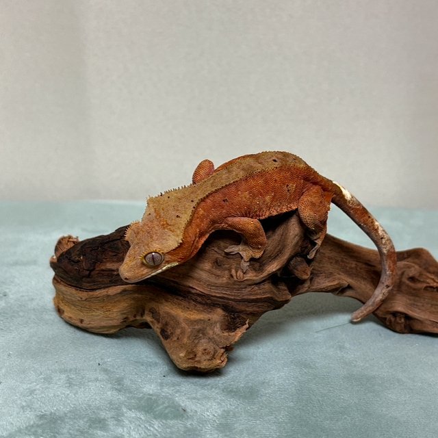 레드 팬텀 달마시안