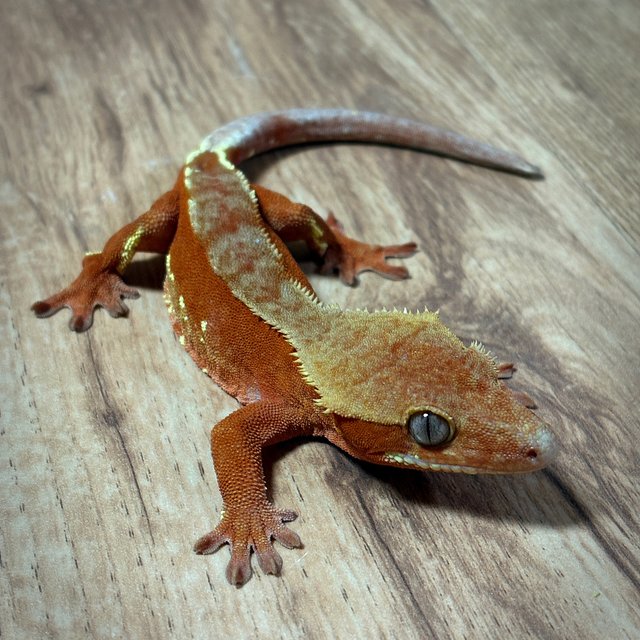 레드 바이 화이트포트홀