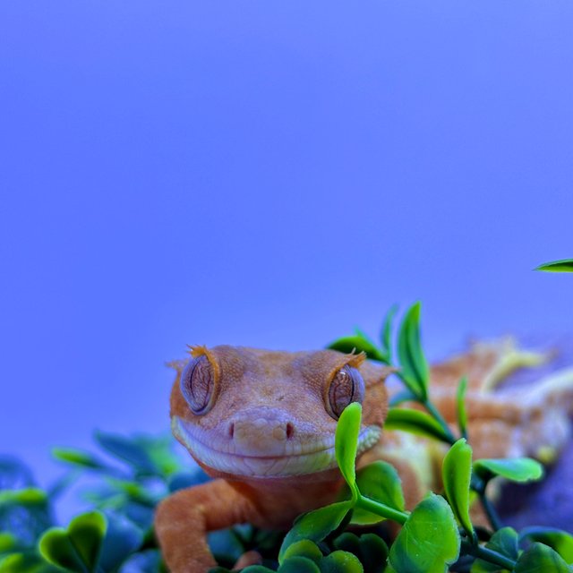 레드 팬텀 릴리화이트