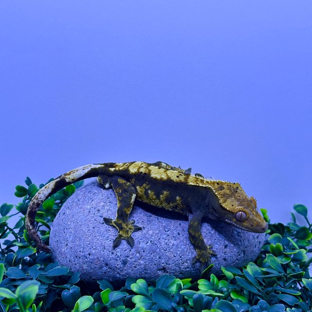 100%헷아잔틱 트라이 익스트림할리퀸