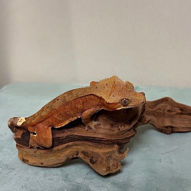 레드 팬텀 달마시안