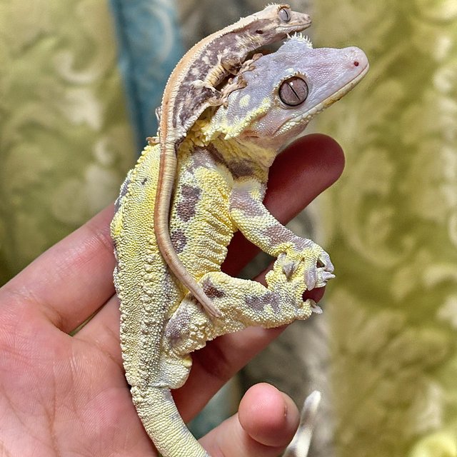 프라푸치노 화이트크라운