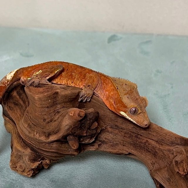 레드 팬텀 달마시안