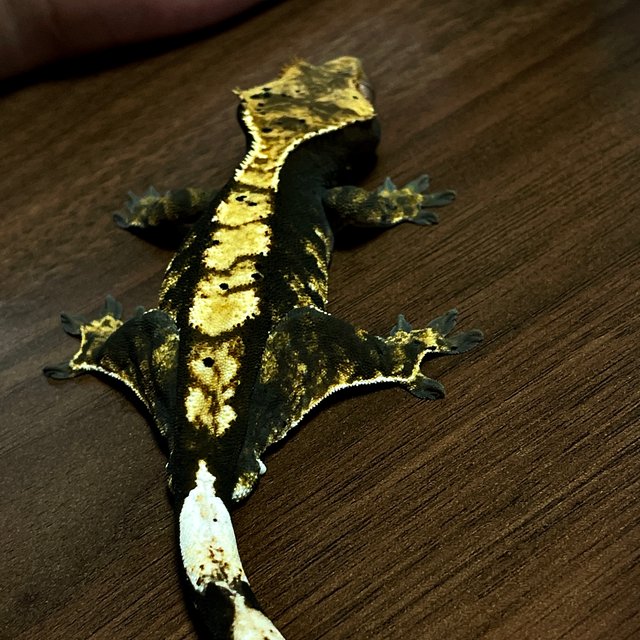 100%헷아잔틱 트라이 익스트림할리퀸