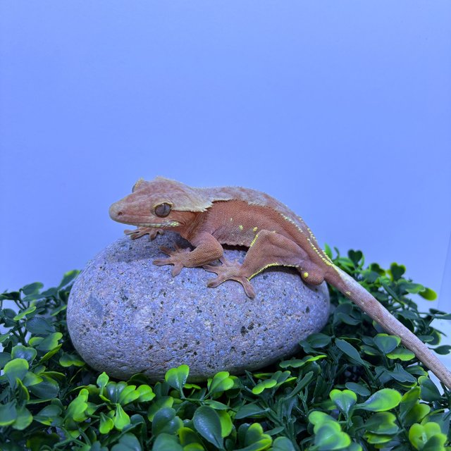 레드 바이 화이트포트홀