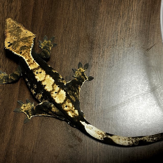 100%헷아잔틱 트라이 익스트림할리퀸