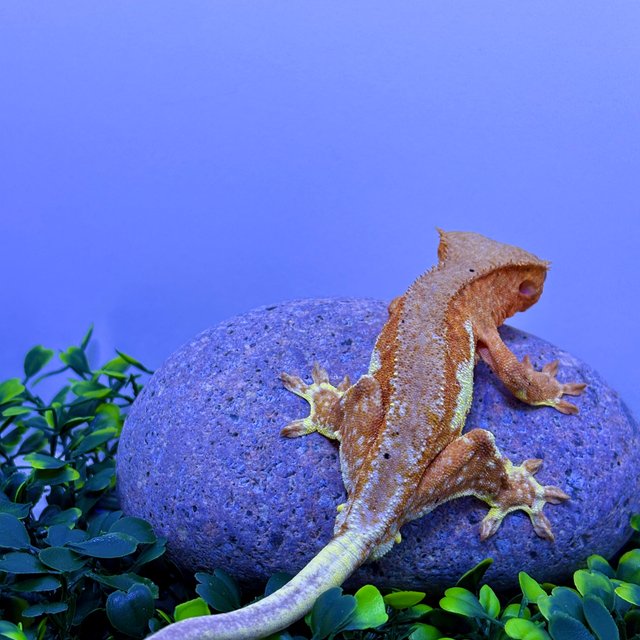 레드 팬텀 릴리화이트