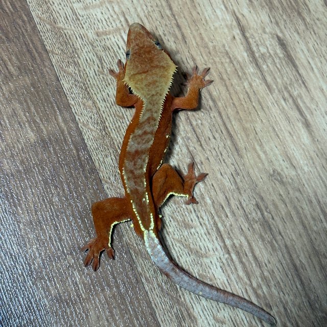 레드 바이 화이트포트홀