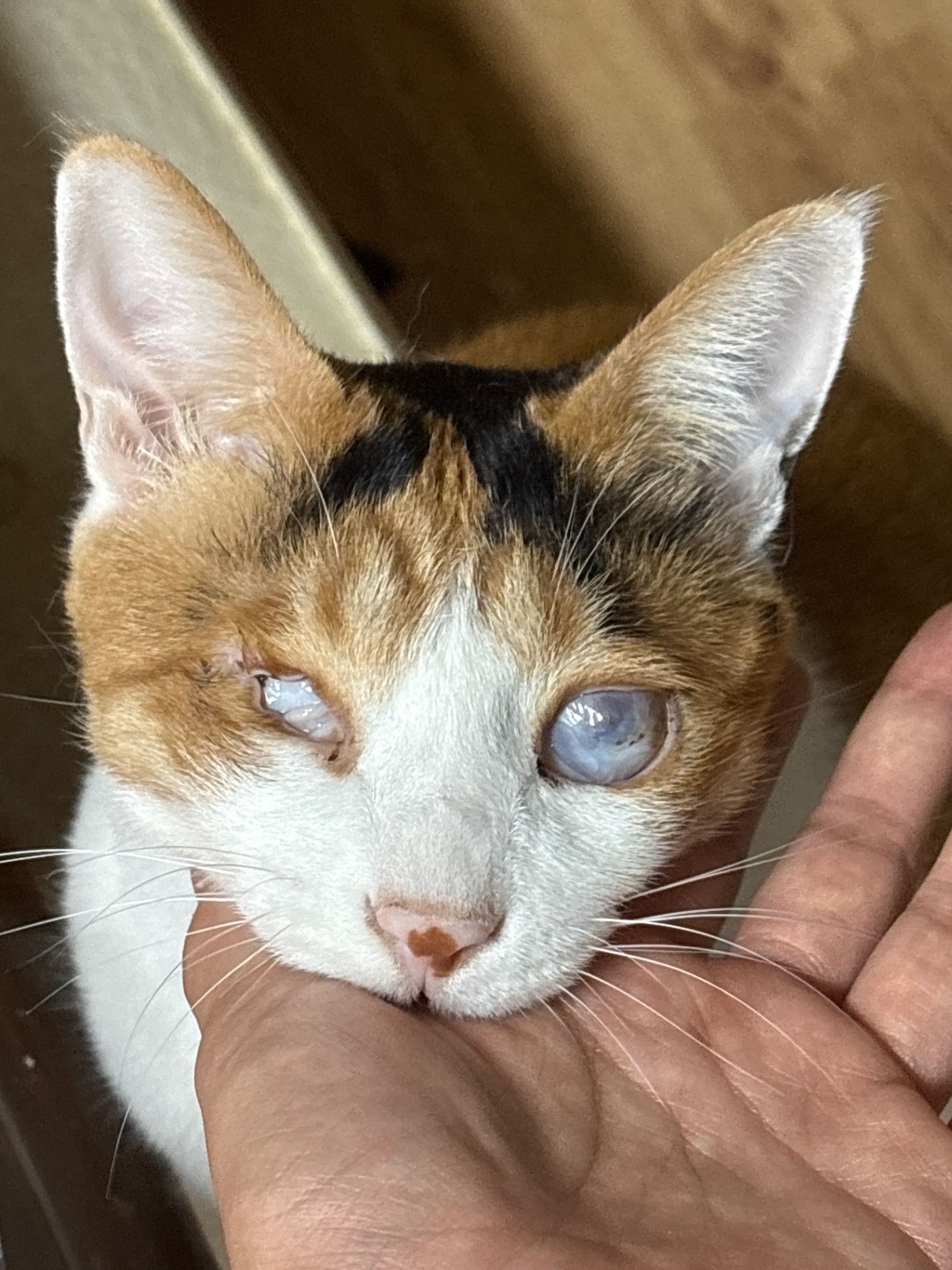냥냐