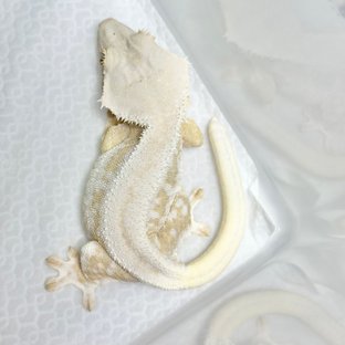 릴리화이트 솔리드백 크림 화이트