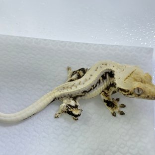 트라이 릴리화이트