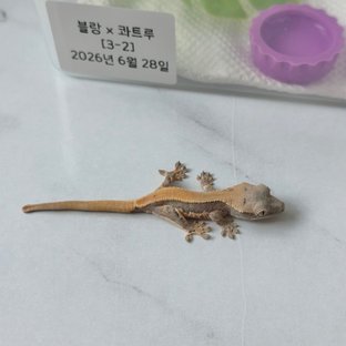 솔리드백 릴리화이트