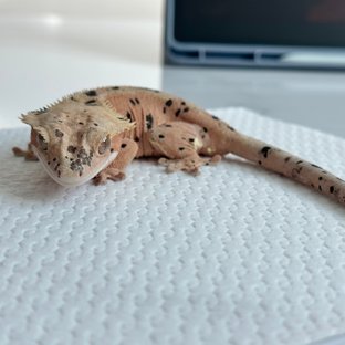 레드 슈퍼달마시안 달마시안