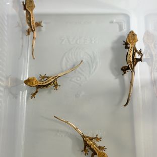 해칭개체들