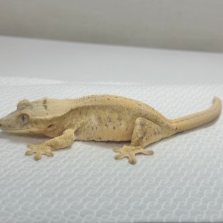 텐저린 릴리화이트 솔리드백 크림 옐로우 화이트