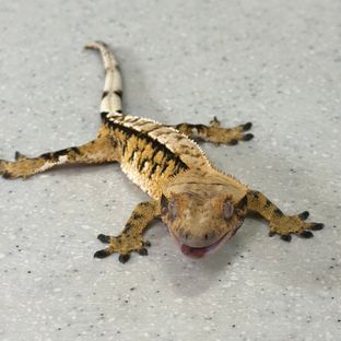 트라이 익스트림할리퀸 블랙 타이거 텐저린 바브