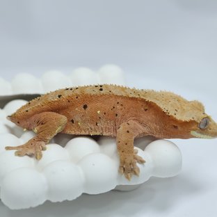 레드 슈퍼달마시안 달마시안