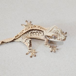 노멀 드리피 화이트스팟 트라이 화이트