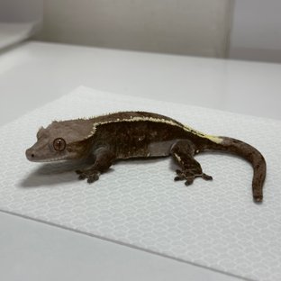 챠콜 다크 블랙 카푸치노