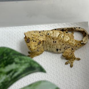 슈퍼달마시안 달마시안