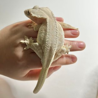 릴리화이트 솔리드백 화이트 크림