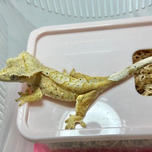 노멀 크림시클 크림 달마시안 슈퍼달마시안 옐로우