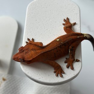 레드 블랙 카푸치노