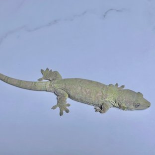 그린 노멀 파인아일랜드