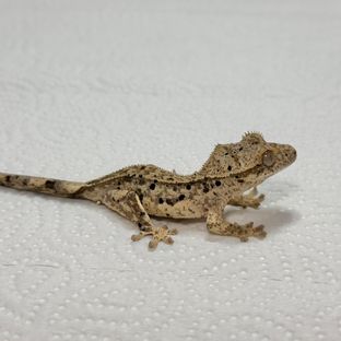 슈퍼달마시안 달마시안