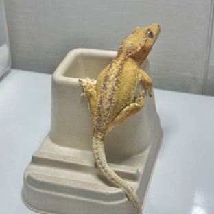 팬텀 릴리화이트