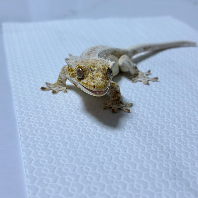 트라이 릴리화이트