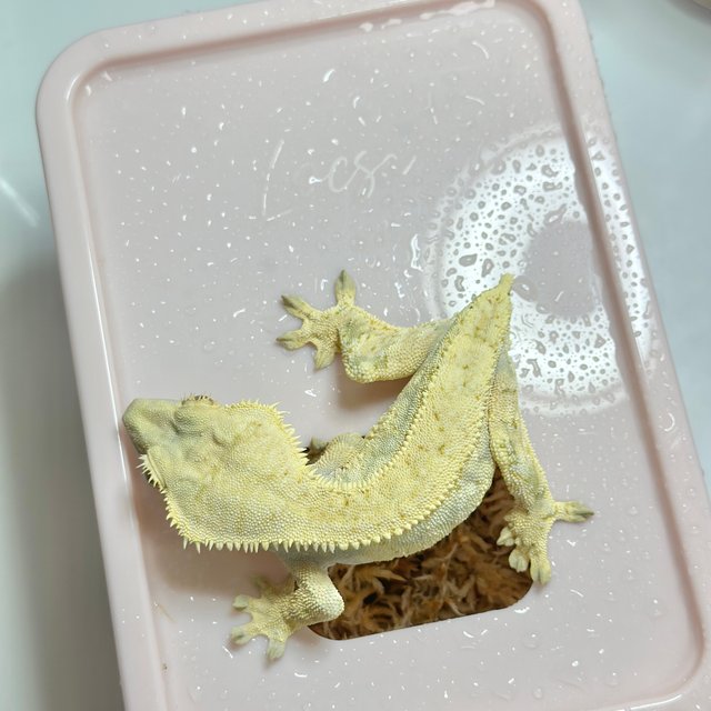 노멀 드리피 트라이 크림 화이트