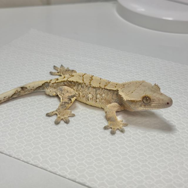 드리피 트라이 익스트림할리퀸 크림 바브