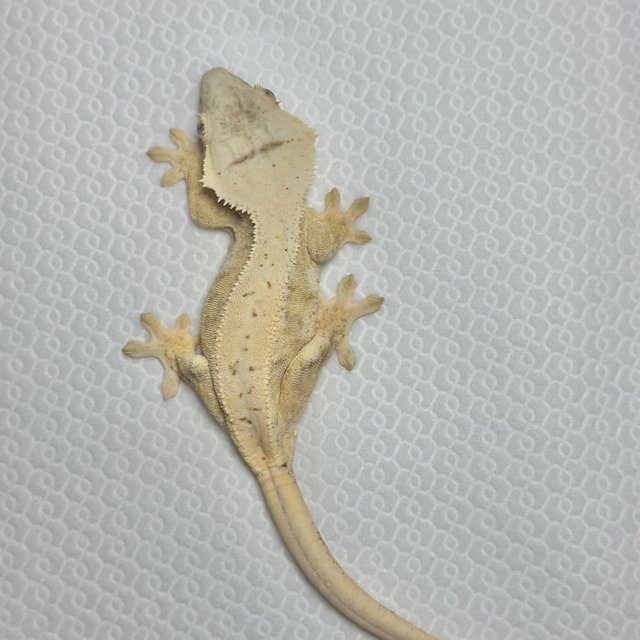 텐저린 릴리화이트 솔리드백 크림 옐로우 화이트