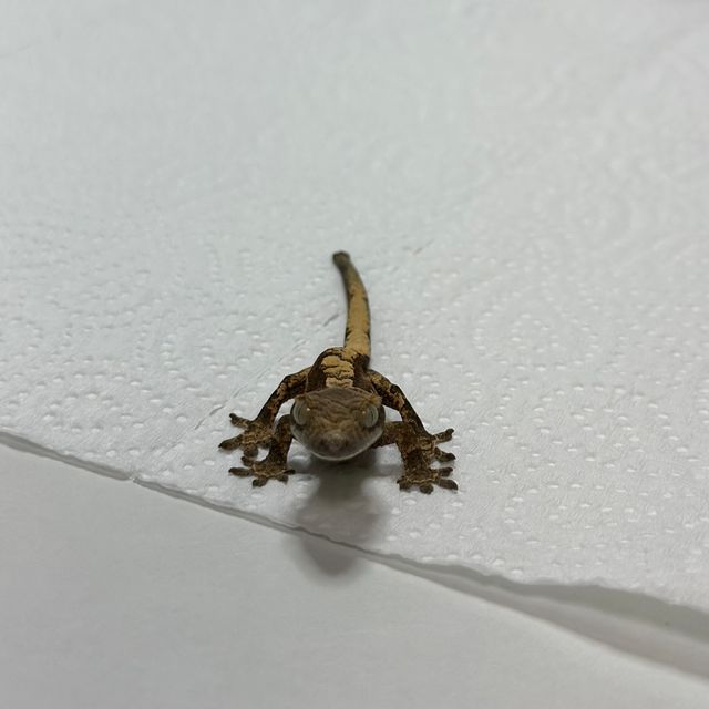 트라이 익스트림할리퀸