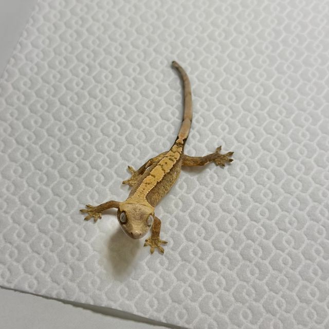 트라이 익스트림할리퀸 바브