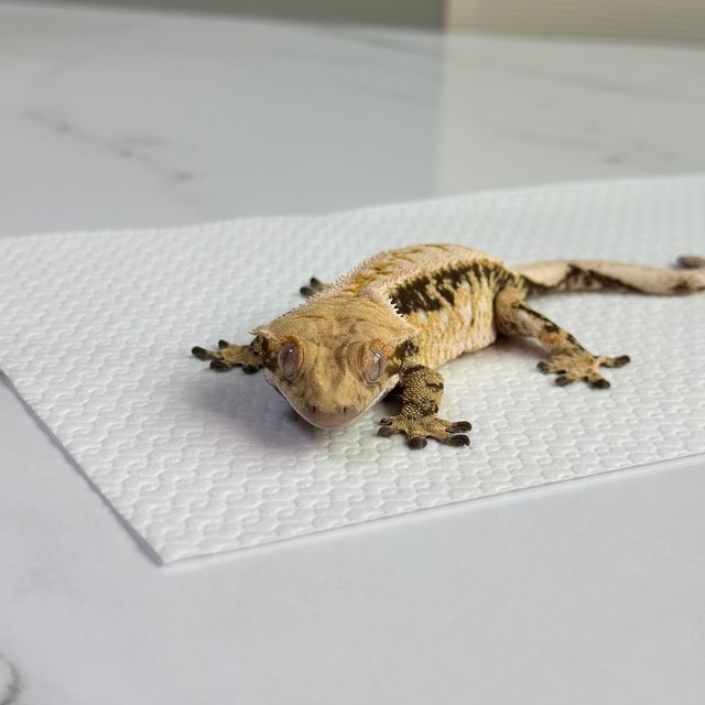 노멀 드리피 화이트스팟