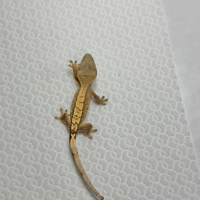 트라이 익스트림할리퀸 바브