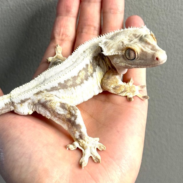 릴리화이트 100%헷아잔틱