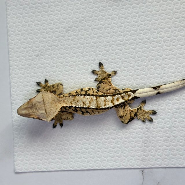 드리피 트라이 익스트림할리퀸