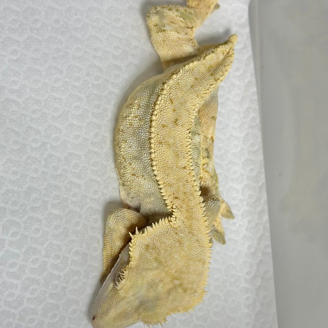 노멀 드리피 트라이 크림 화이트